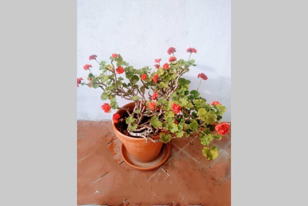 Appartement Casa Da Zeca, Garagem Gratuita, Costa Nova à Gafanha da Encarnacao Extérieur photo